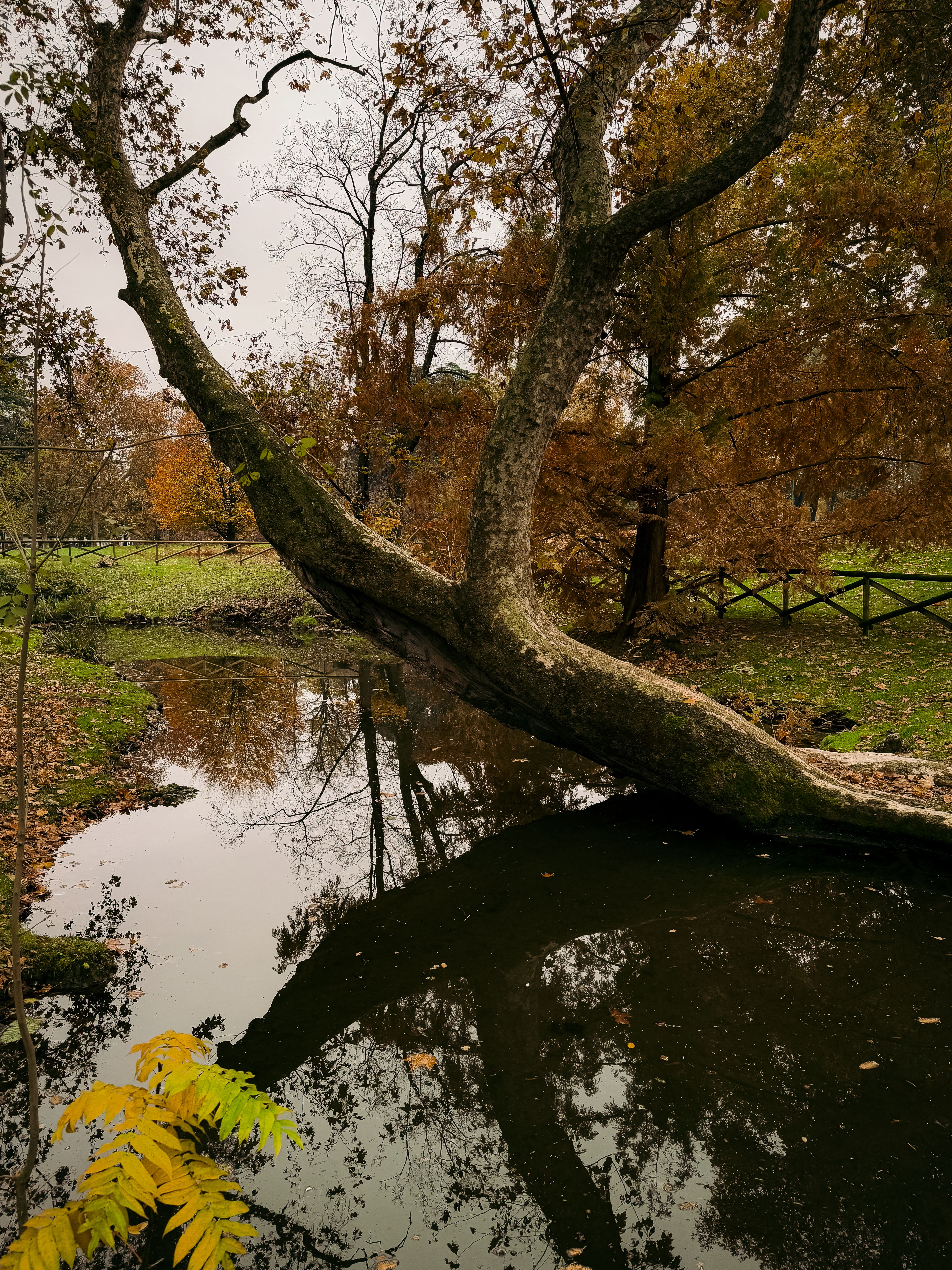 Autumn Scenery in Milan's Park with Reflective Pond · Free Stock Photo