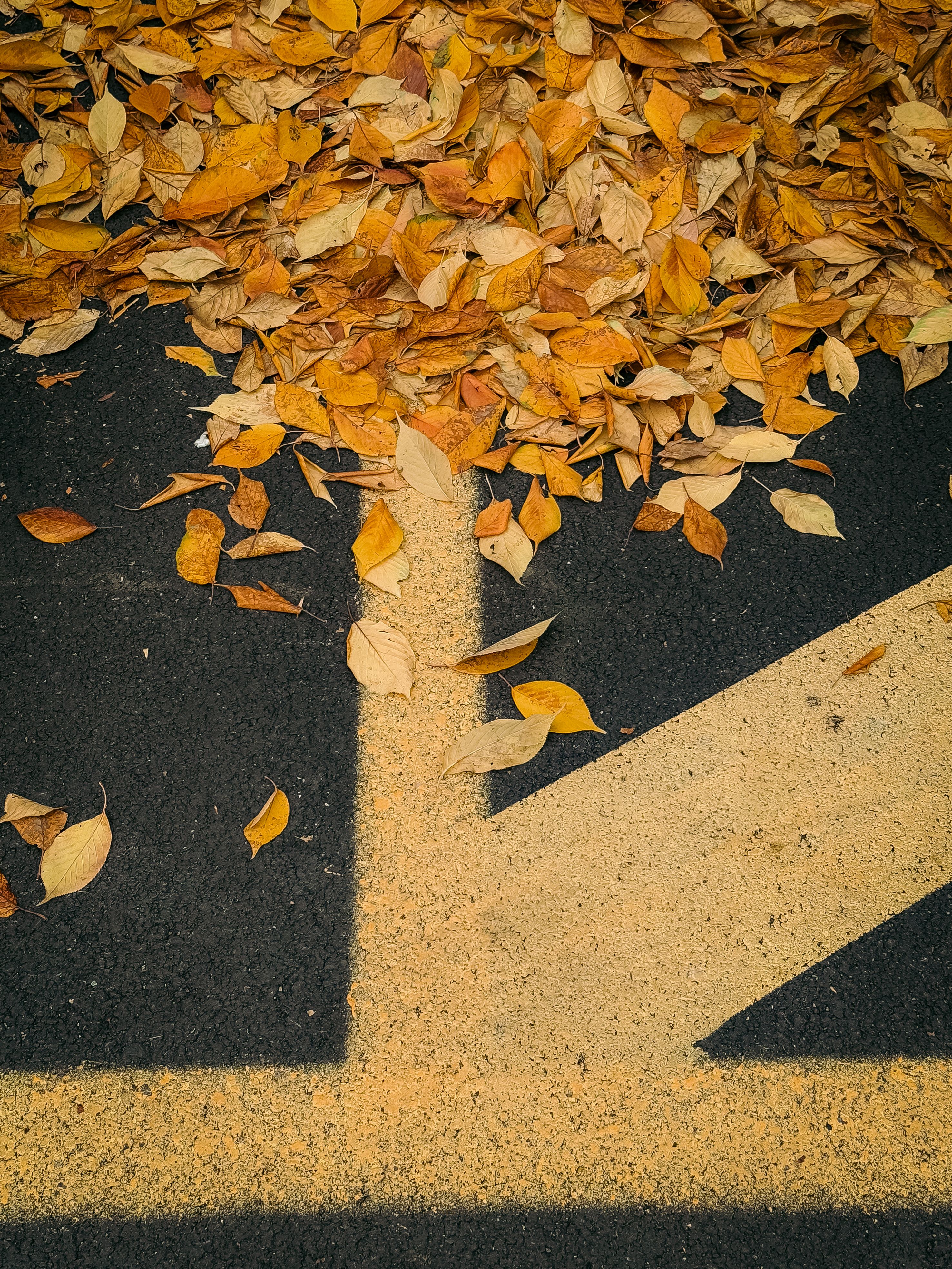 Fallen autumn leaves scattered on a pavement in Milan, Italy.