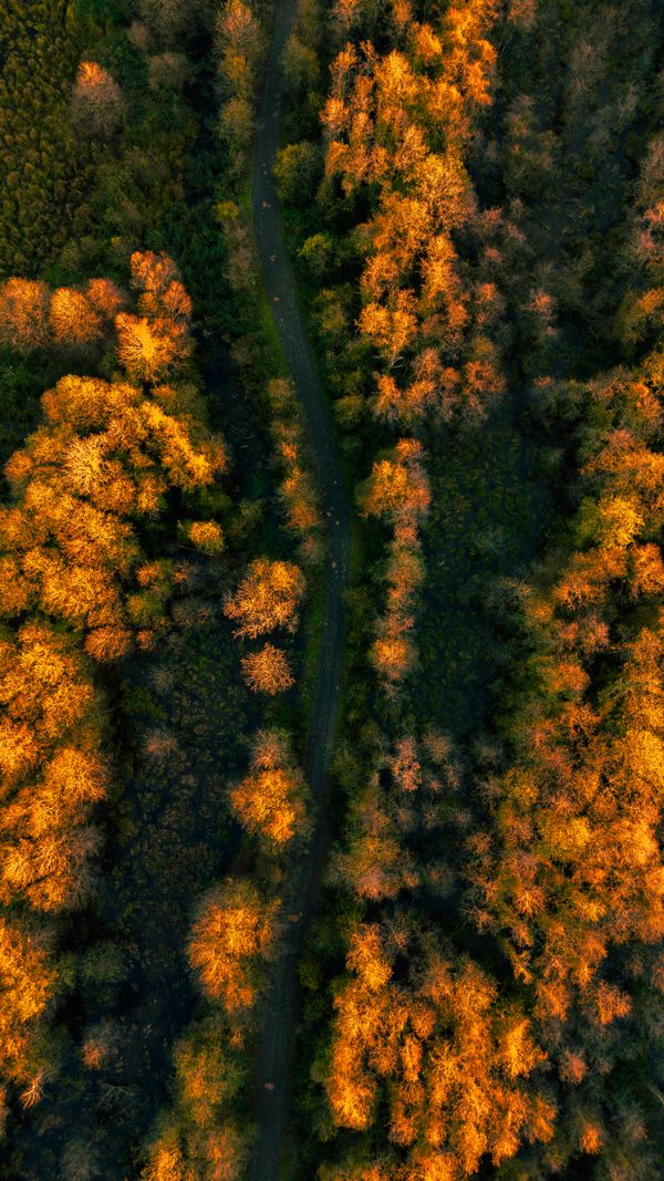 Aerial View of Autumn Forest with Stream · Free Stock Photo