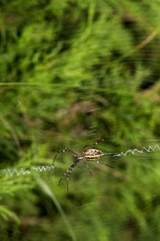 Detailed capture of an Argiope spider sitting on its web with a green blurred background.