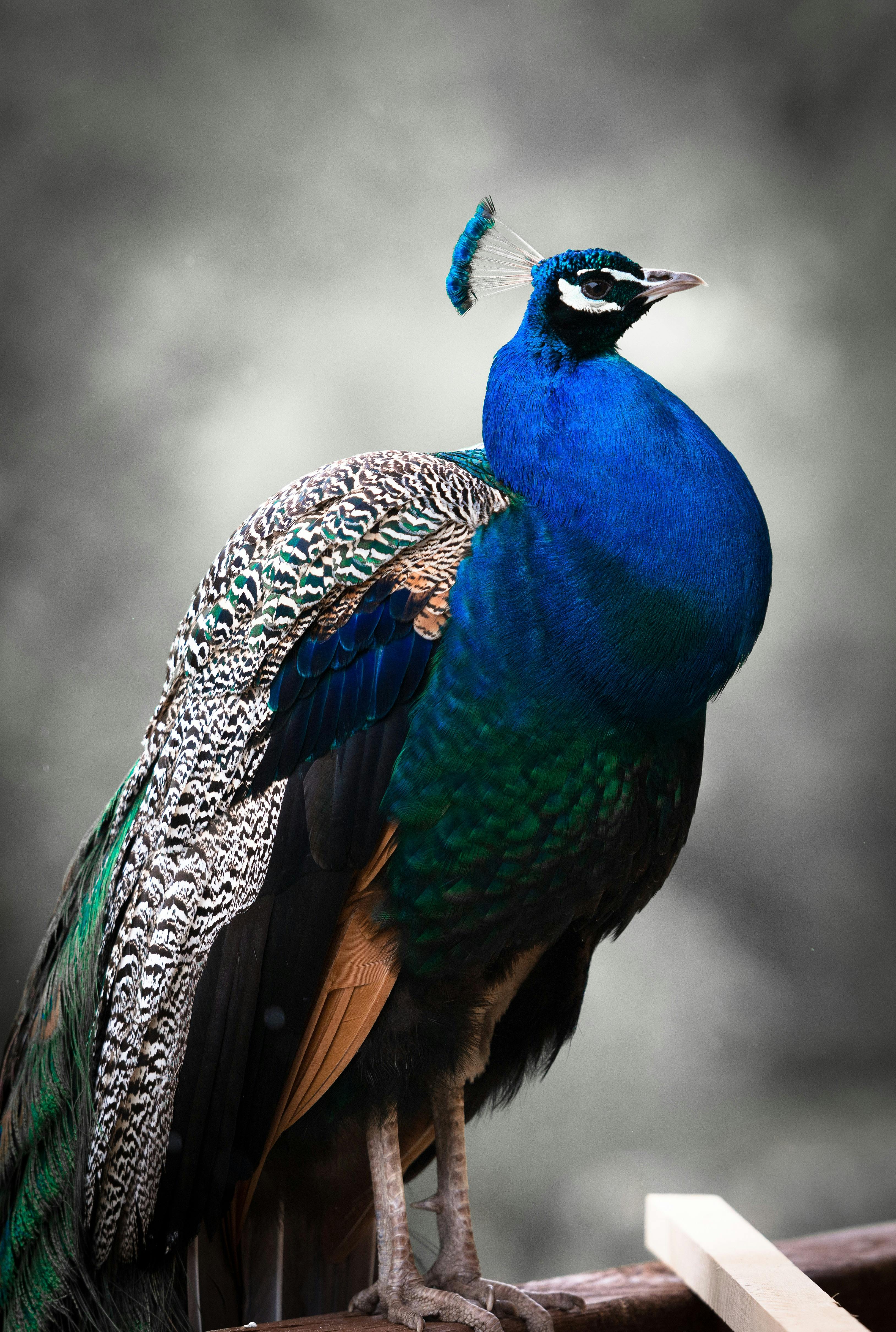 Blue Peacock · Free Stock Photo