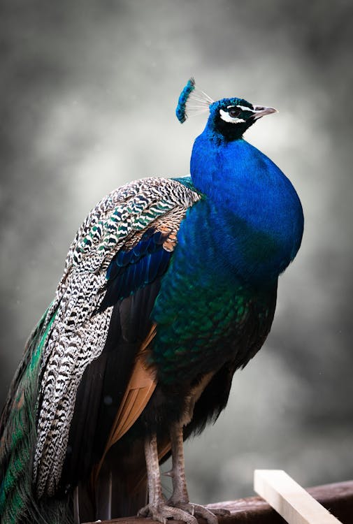 Blue, Black, and White Peacock Selective Focus Photography