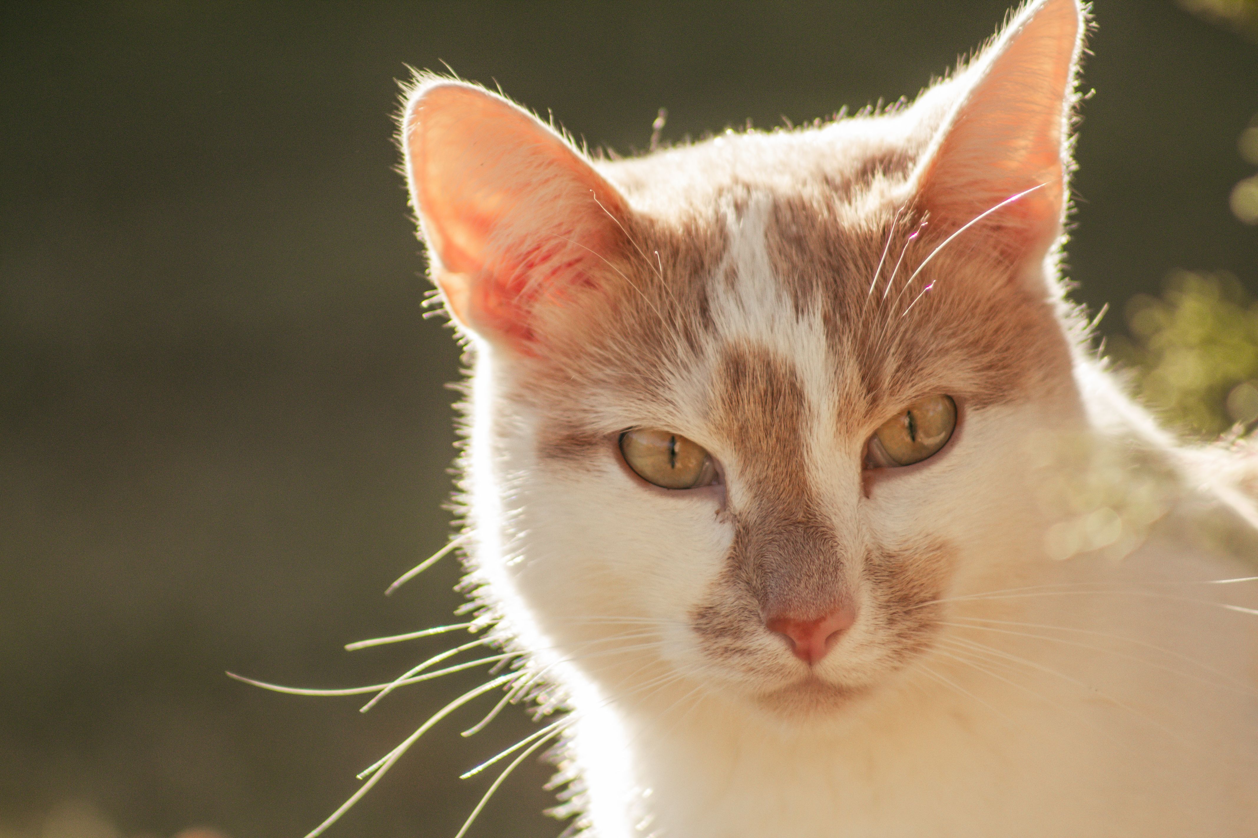 Veterinary care for a cat