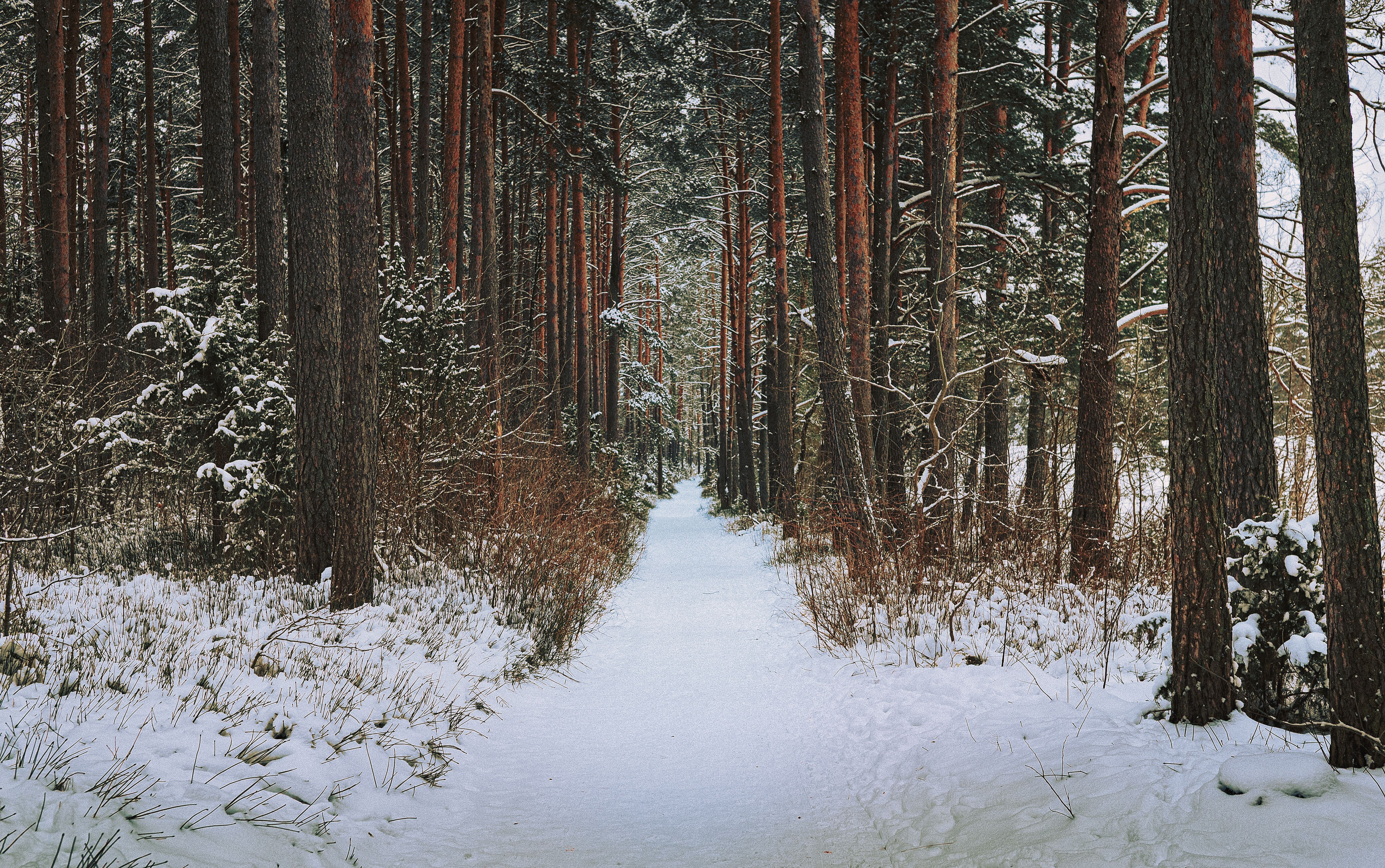 Healthspan White Paper: The Data-Driven Path to Longevity — Photo by Siarhei Nester on Pexels