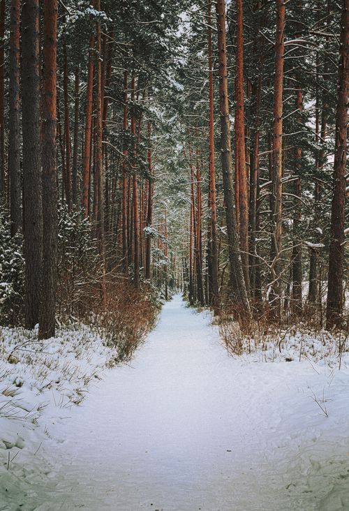 Free A serene snowy forest path flanked by tall pine trees in Vileika, Belarus during winter. Stock Photo