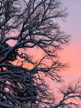 Snow-covered tree branches silhouetted against a vibrant pink sunset sky.