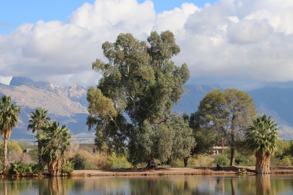 Beautiful landscape with mountains and trees reflected in water in Tucson, Arizona.