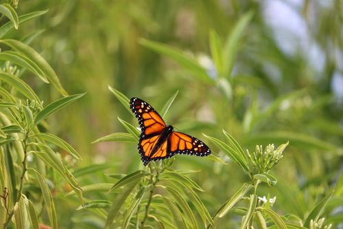 Free A vivid monarch butterfly perched on green foliage in a sunny Tucson garden scene. Stock Photo
