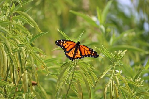 Free Close-up of a Monarch butterfly perched on green leaves in Tucson, Arizona. Stock Photo