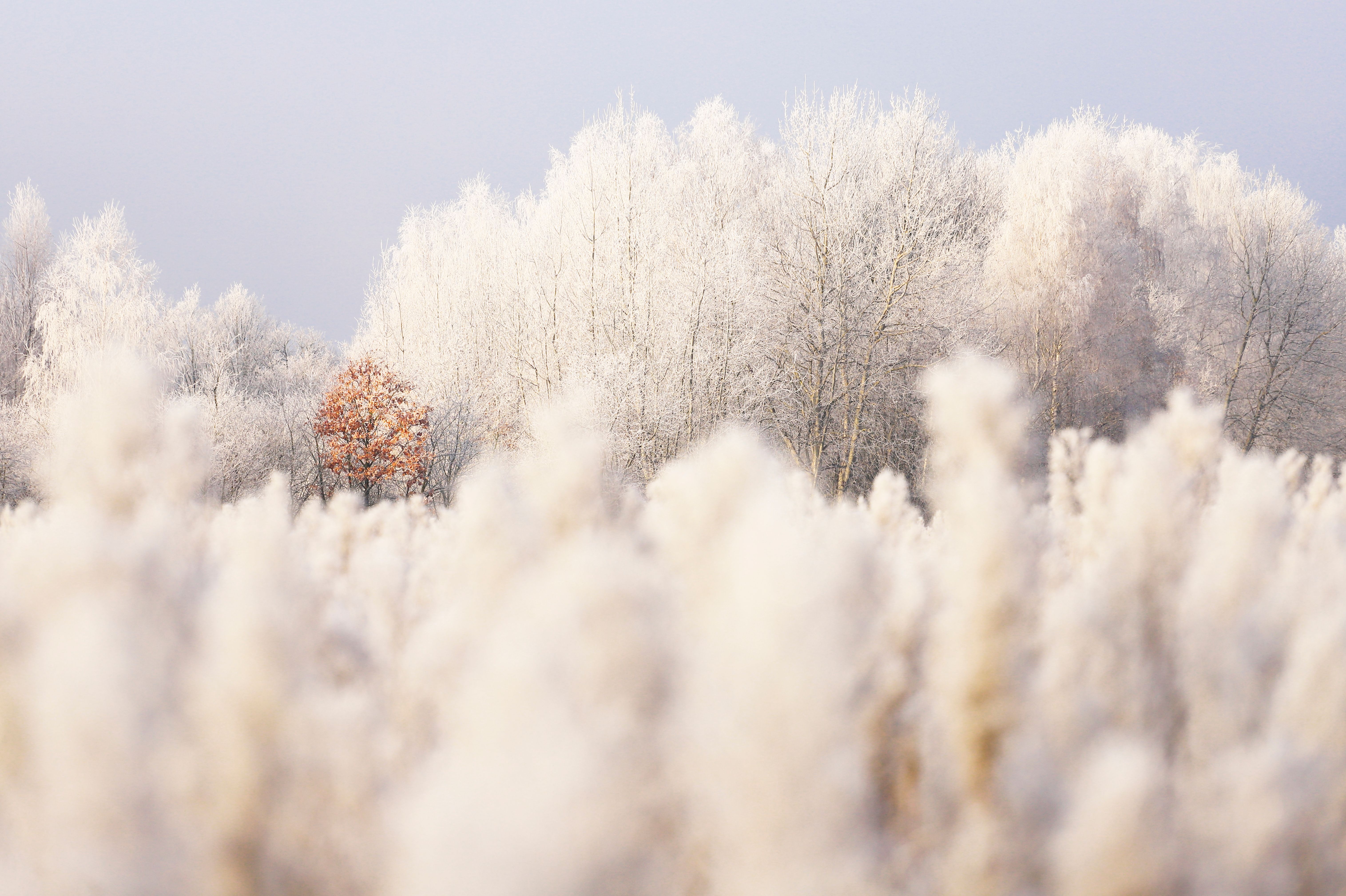 Serene Winter Landscape with Frosty Trees · Free Stock Photo