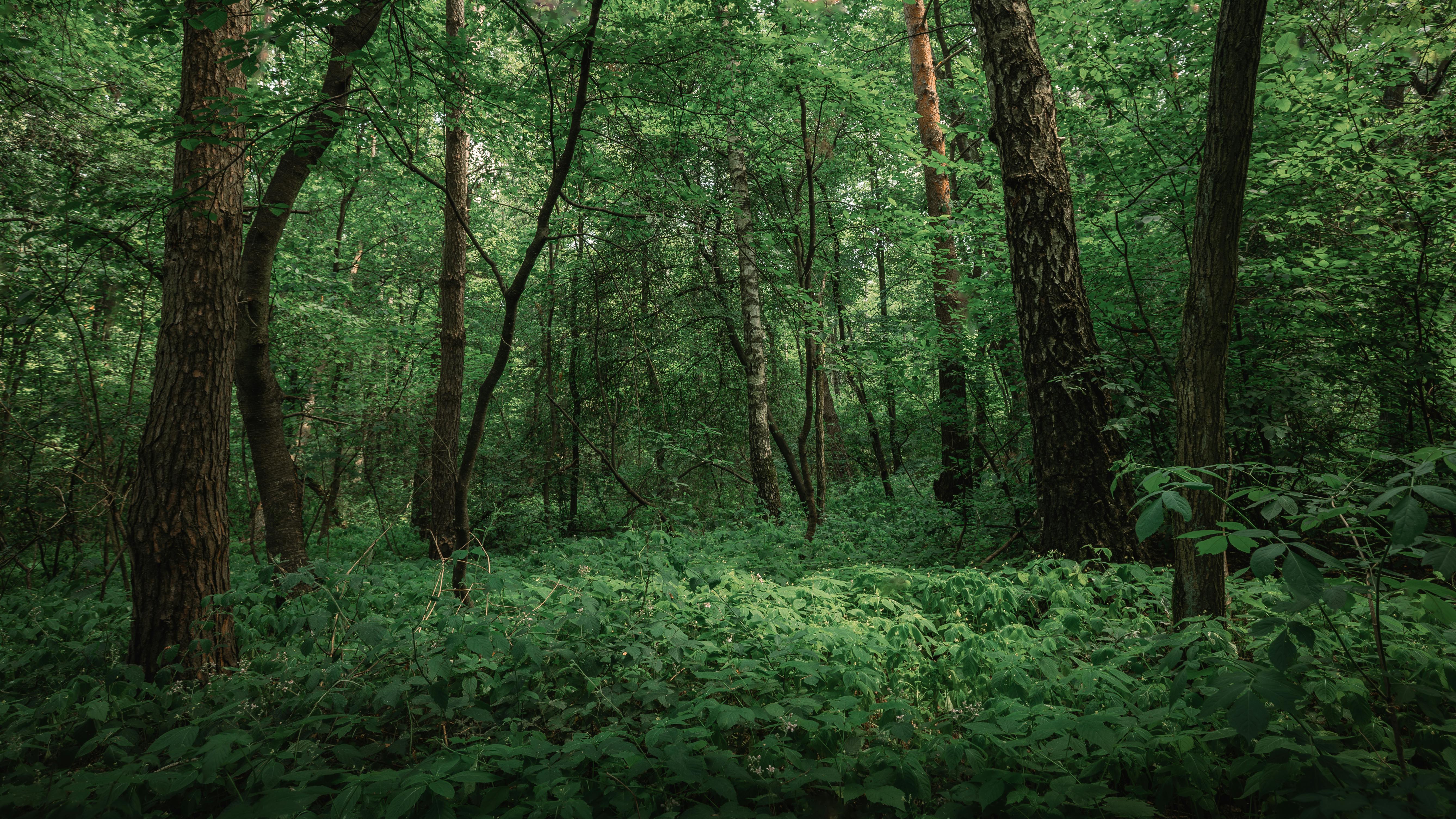 DuPage Forest Preserve executive director leaving for city manager job in Florida — Photo by Serhii Barkanov on Pexels