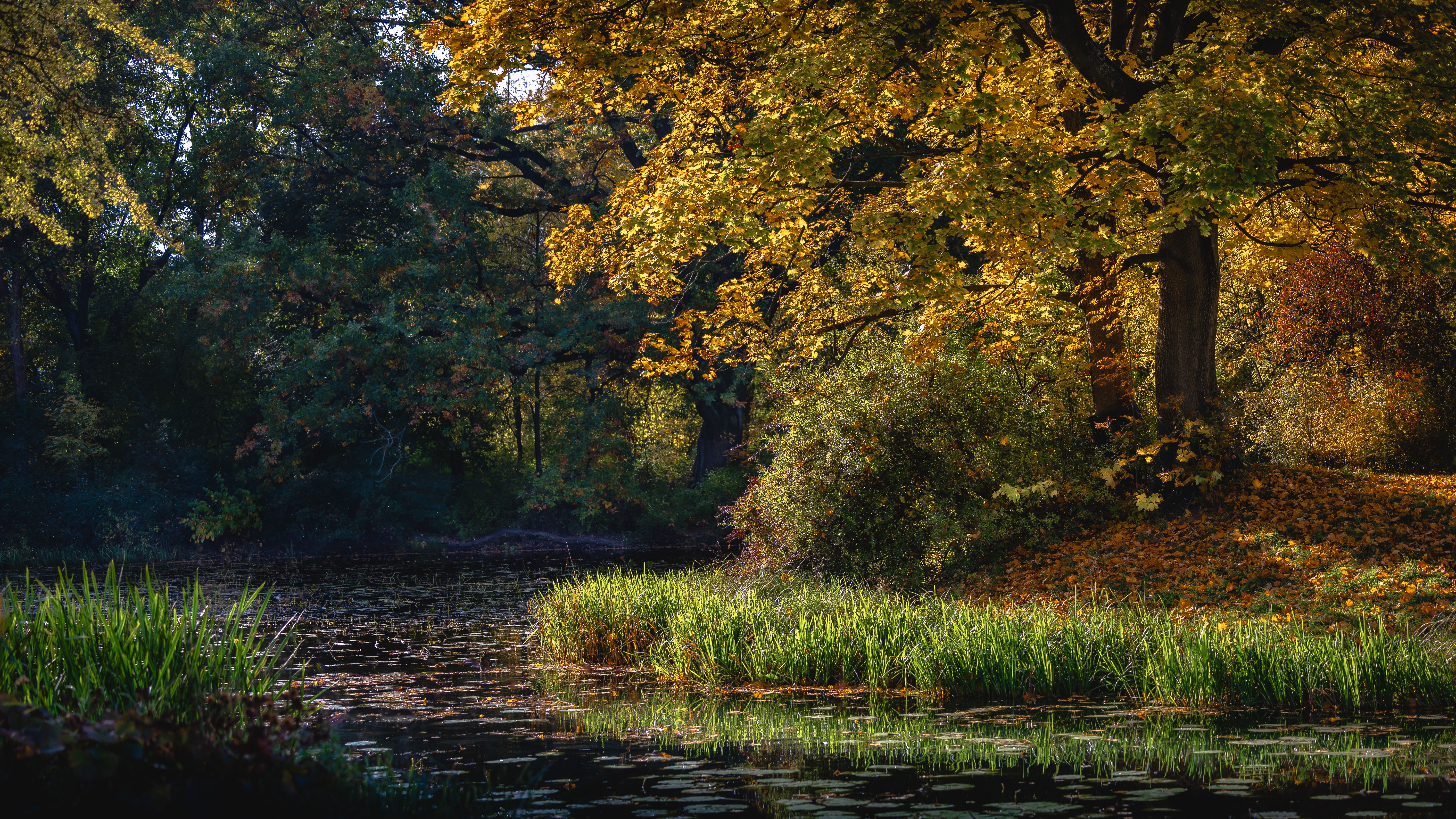 Tranquil Autumn Scene by a Serene Pond · Free Stock Photo