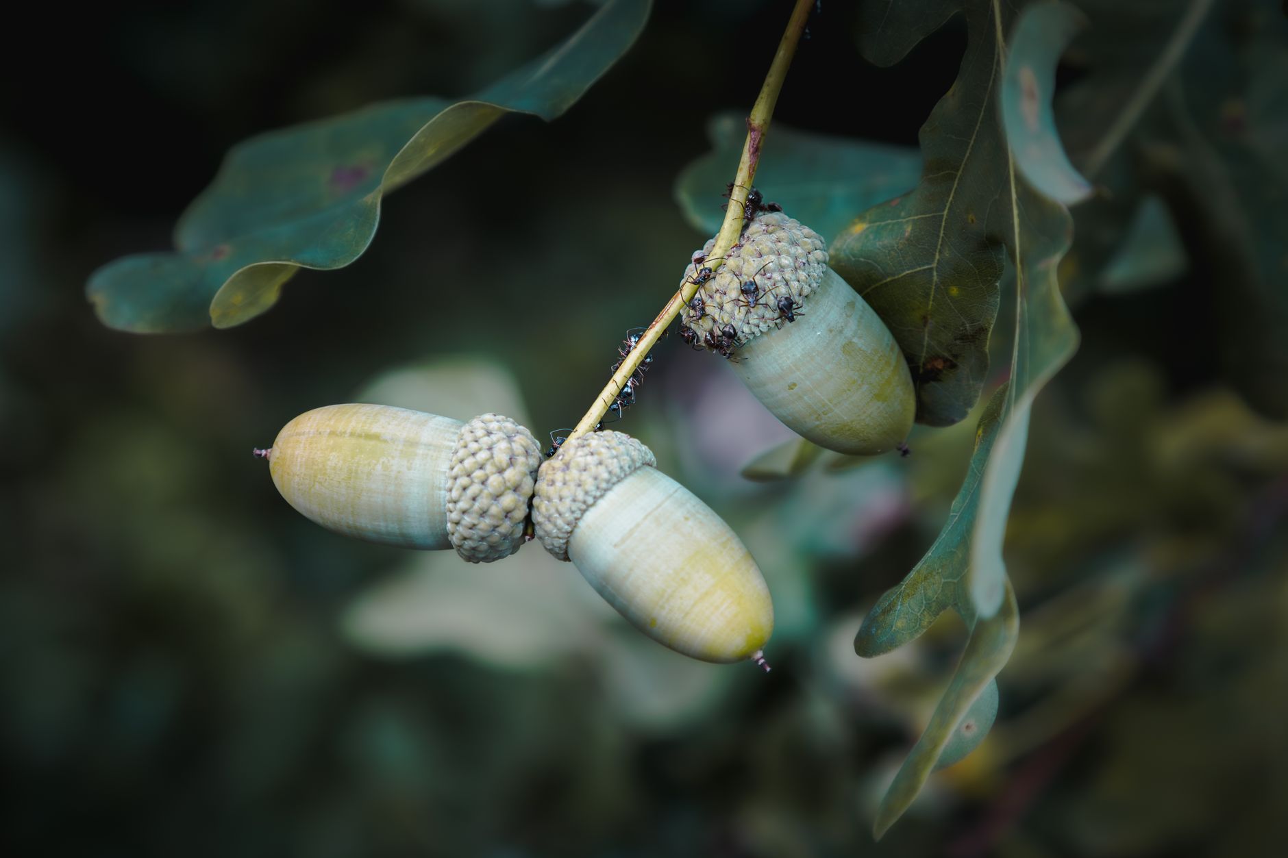 Acorn Debut: A New Alternative for Creators After X Shuts Down Communities