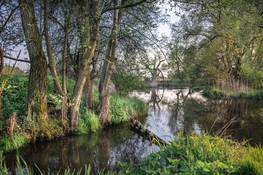 A tranquil stream flows through a lush forest, reflecting the vibrant greenery of spring.