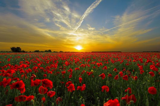 Red Cluster Petal Flower Field during Sunset