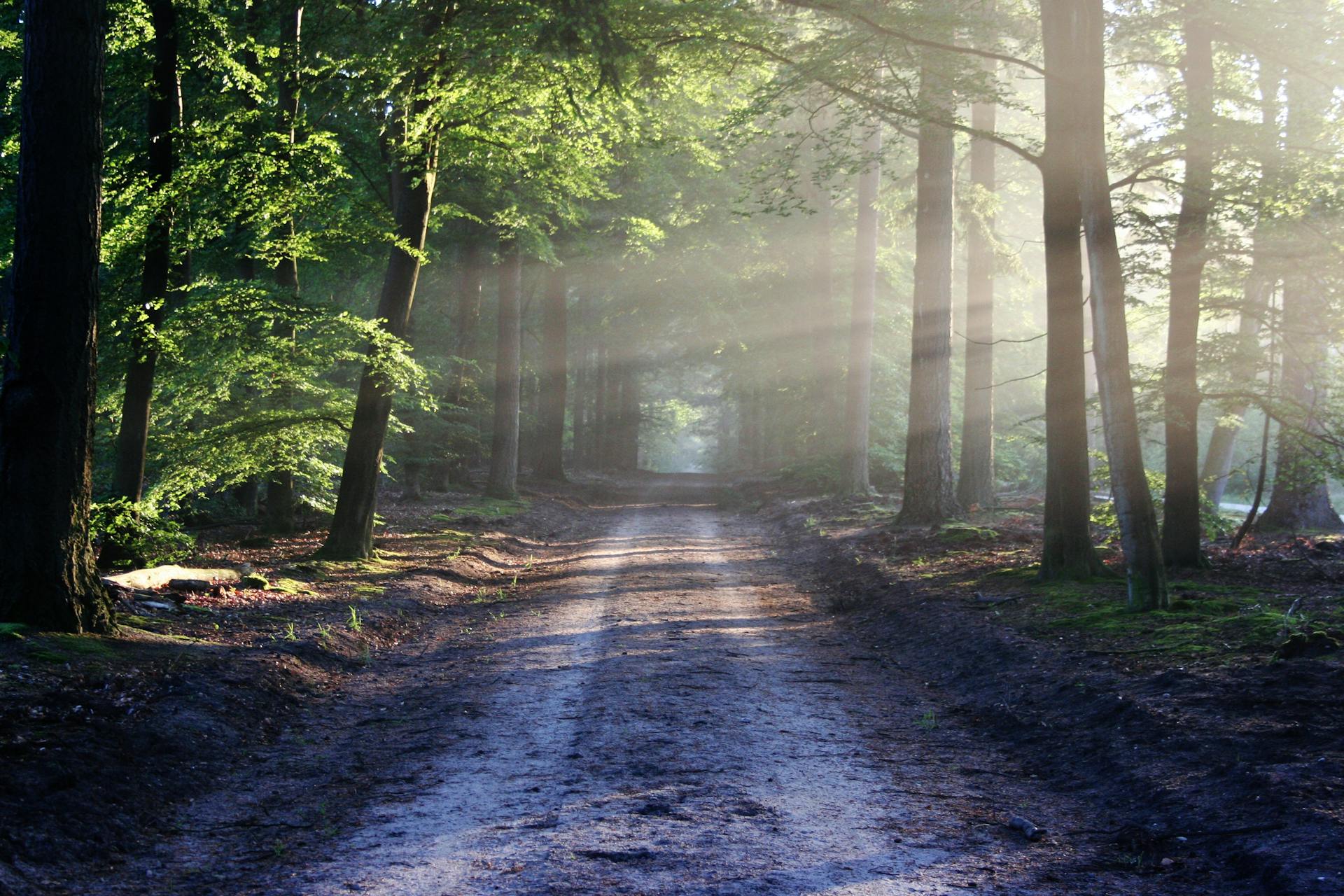 Sunlight Through Trees Beside Pathway