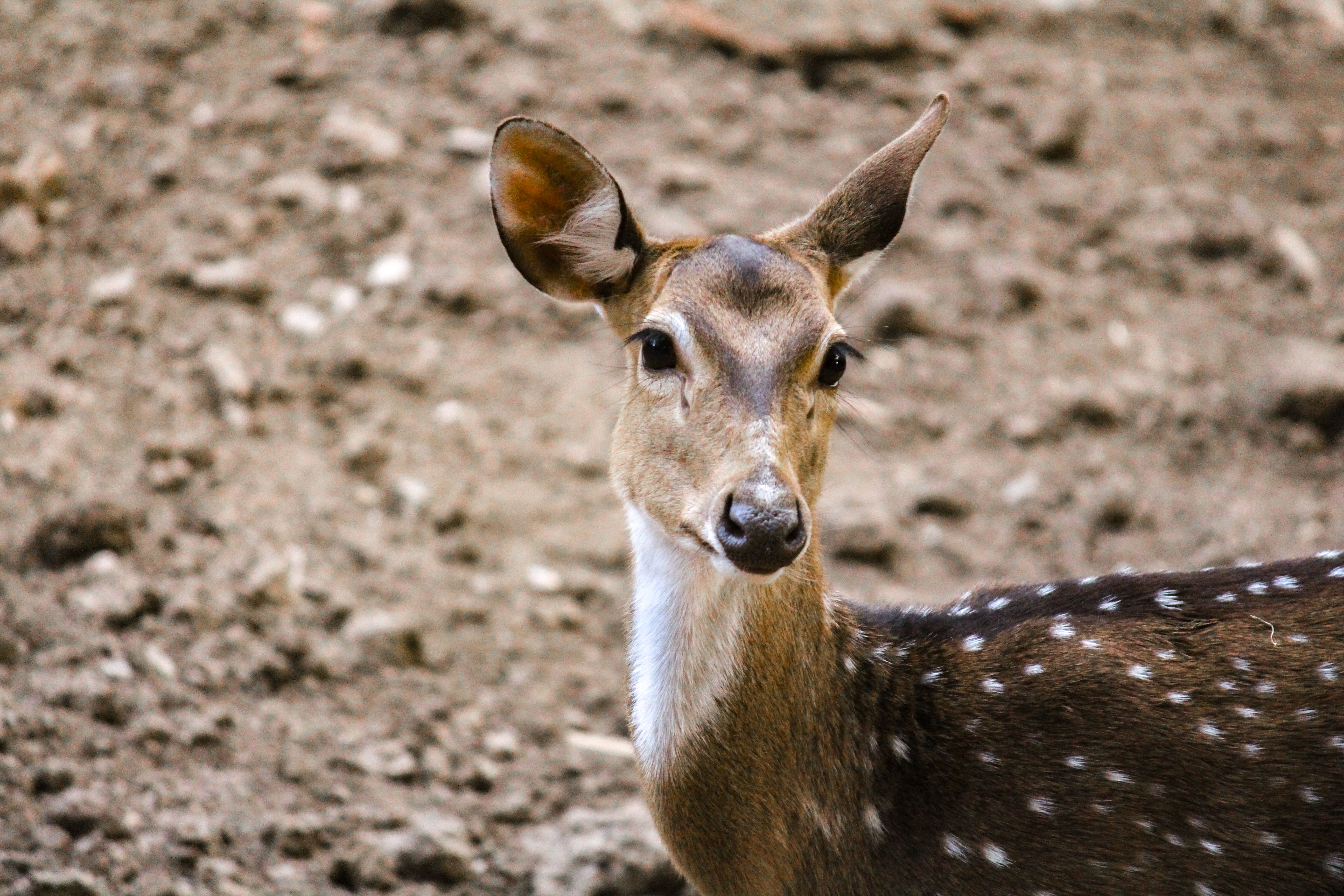 A serene spotted deer gazing directly at the camera in a natural setting.