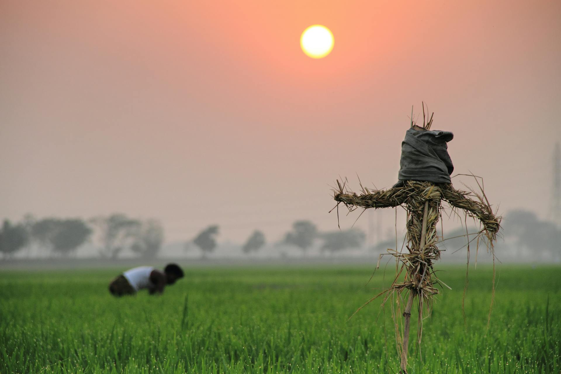 A tranquil sunset scene of a farmer working in lush paddy fields with a scarecrow in Bangladesh.