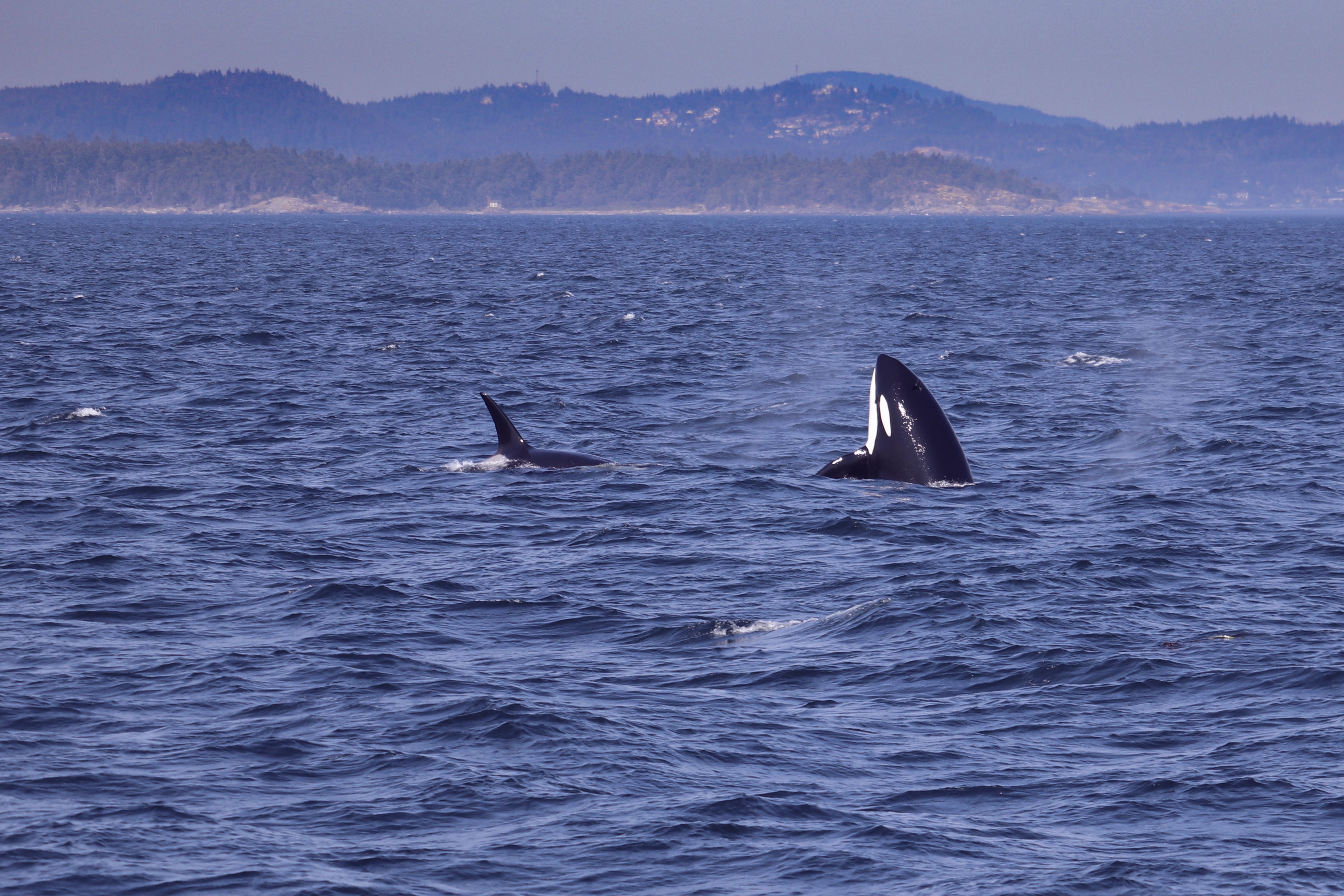 orcas near shore