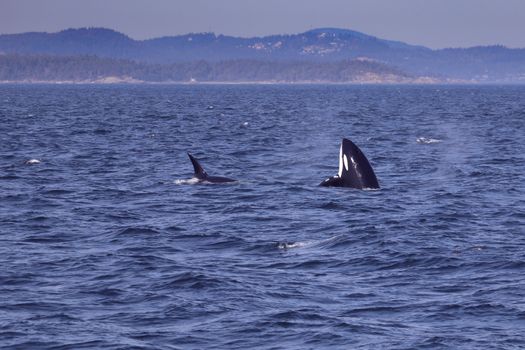 Orcas swimming in the Pacific Ocean near British Columbia's lush coastline.