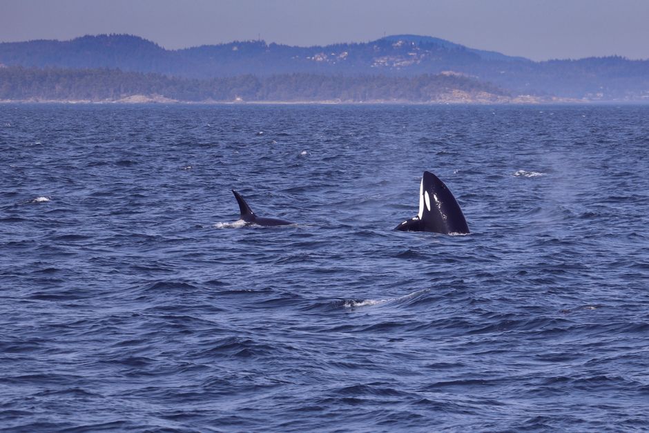 Endangered Orcas at Risk as Ottawa Weighs Pipeline Species Rules