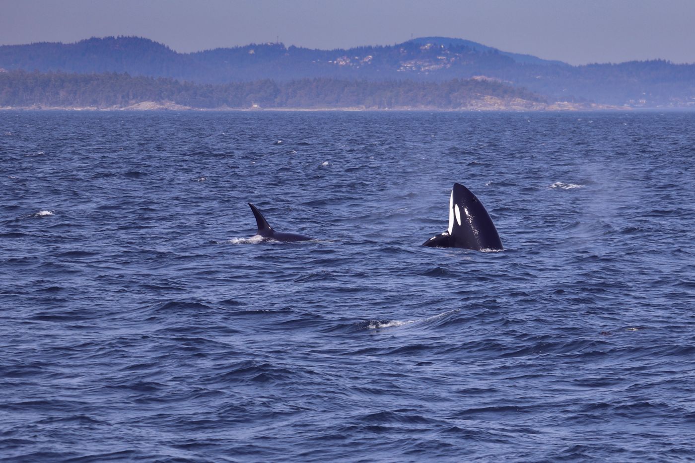 Grupo de orcas no oceano