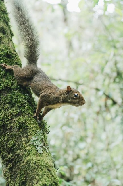 Squirrel clinging to a moss-covered tree in a vibrant forest setting.