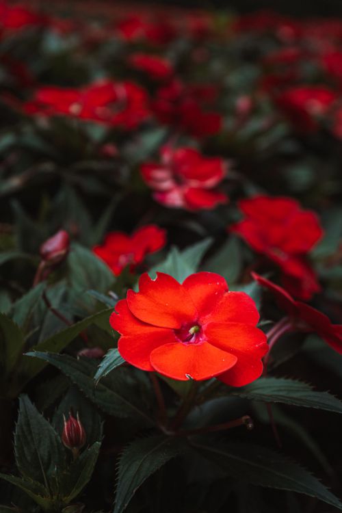 Free Close-up of vibrant red flowers blooming in a lush green garden, radiating beauty and life. Stock Photo