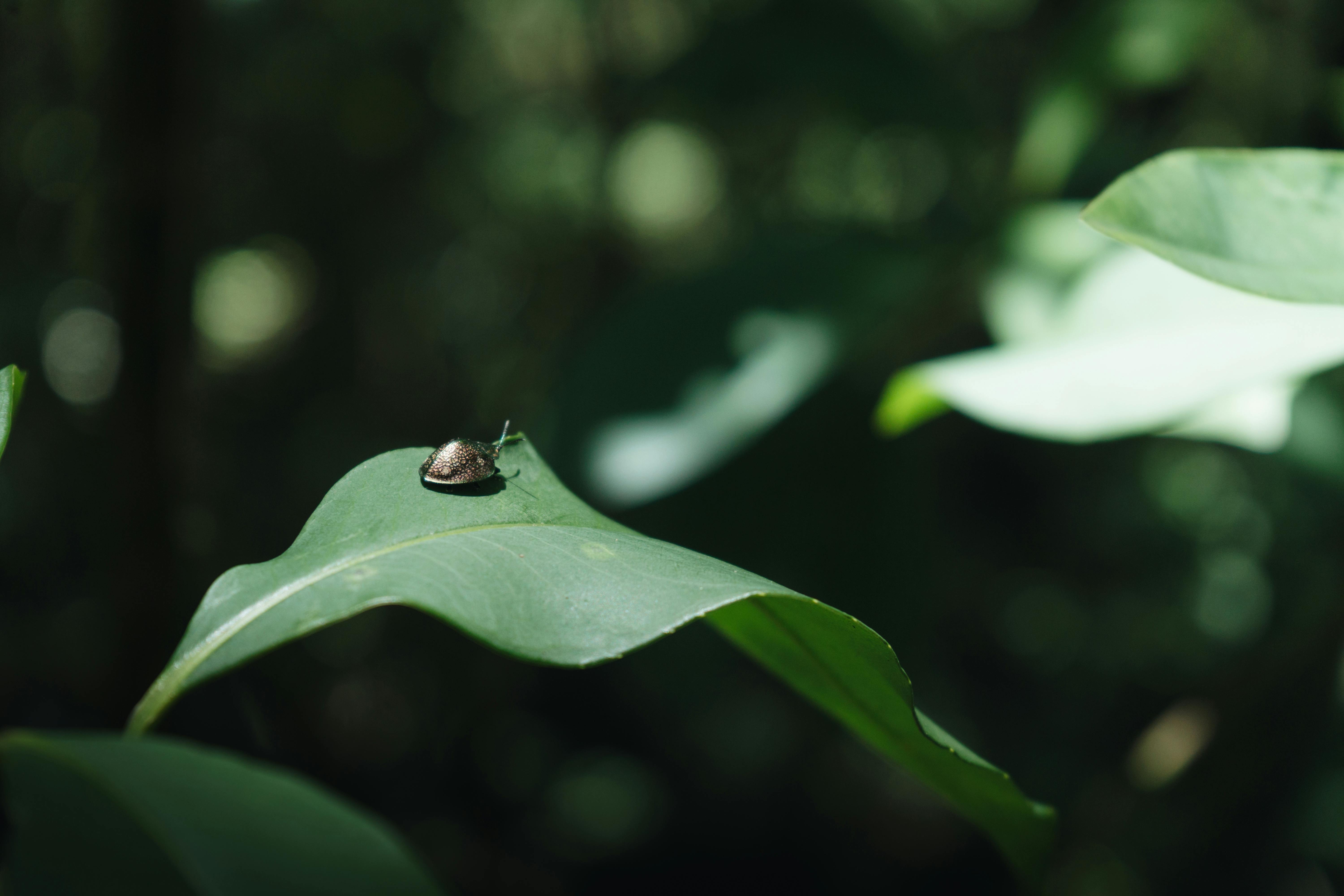 Close‑up macro view of a carpet beetle showing mottled colors and clubbed antennae