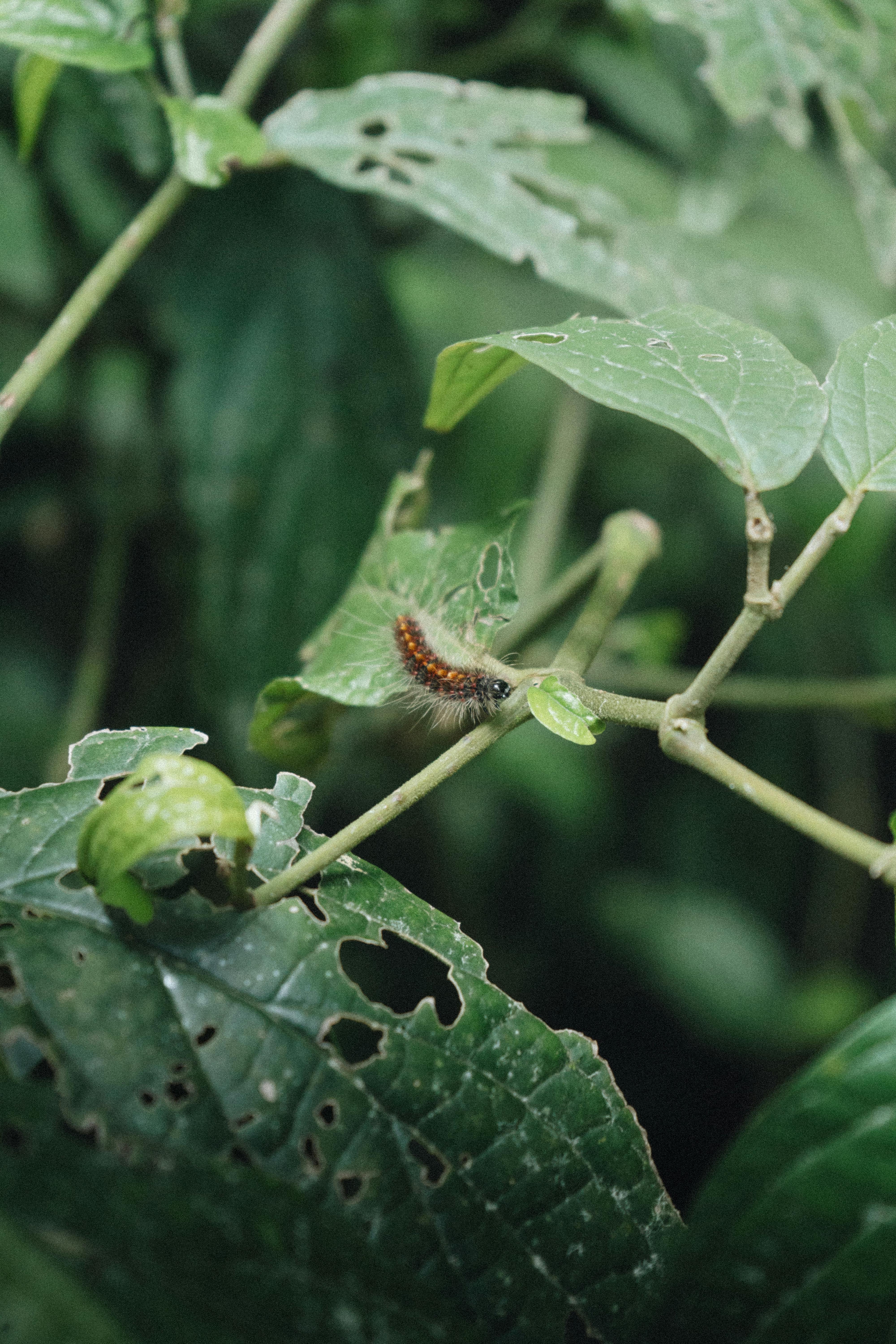 A caterpillar resting on a green leaf in a lush outdoor setting, showcasing nature's detailed beauty.