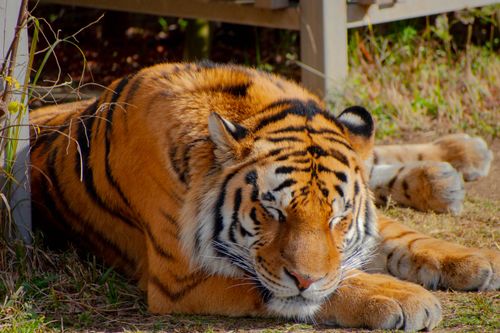 Free A majestic tiger resting peacefully at Osaka Zoo, showcasing its striking stripes and vivid fur. Stock Photo