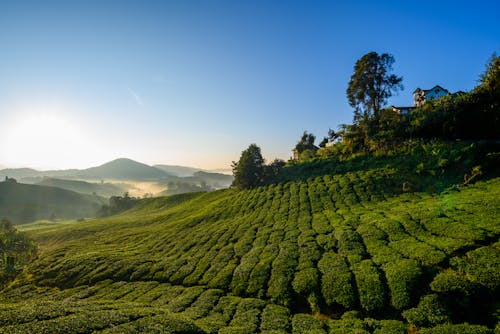 Piante A Foglia Verde