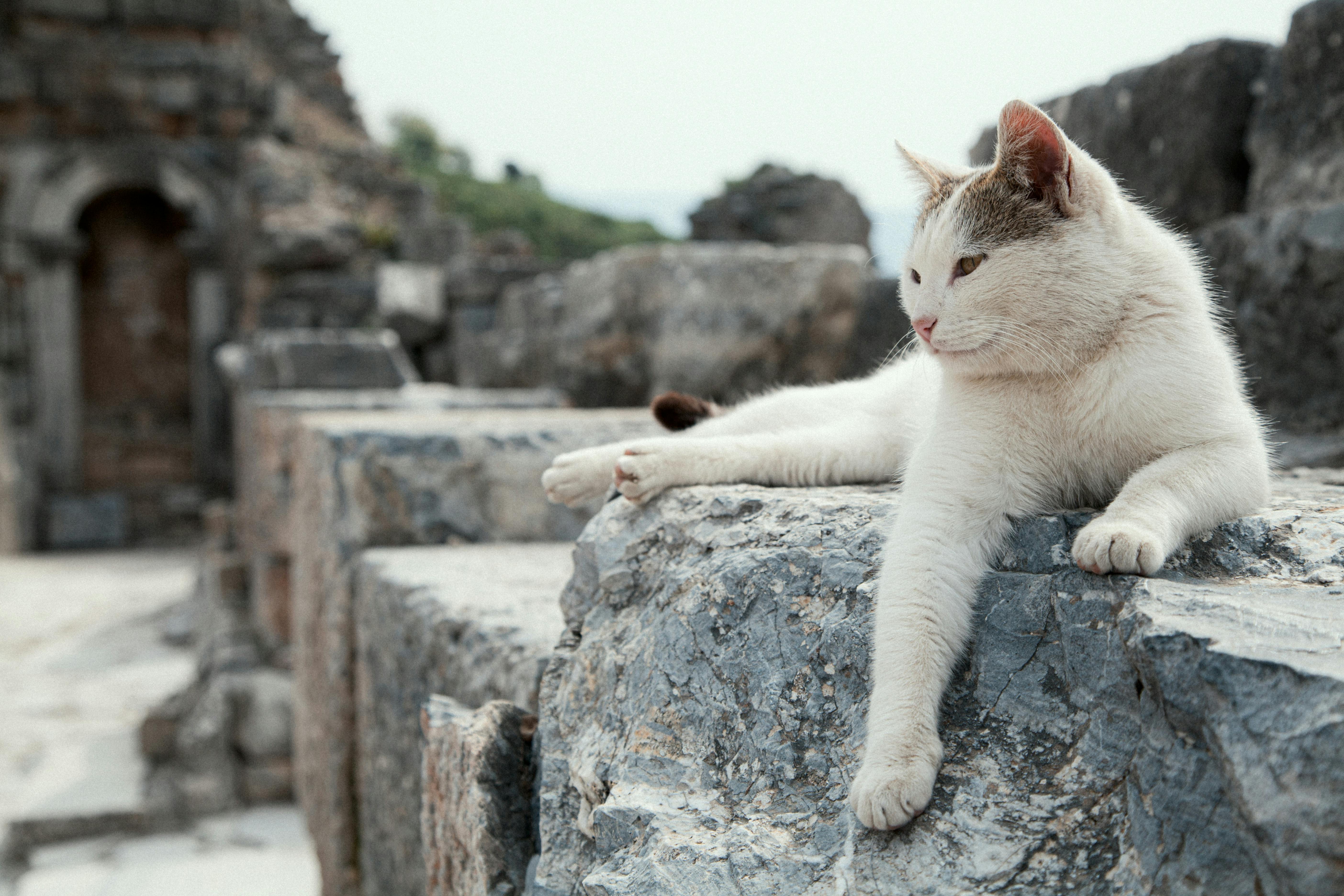 Ancient Palaces, a Cat Café, and KPop Demon Hunters—the Perfect Family Travel Itinerary for South Korea — Photo by Mahmut Yıl