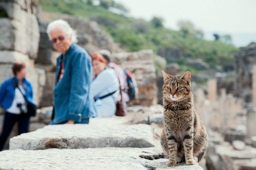 Free Tabby cat sits among ancient ruins with tourists in İzmir, blending history and nature. Stock Photo