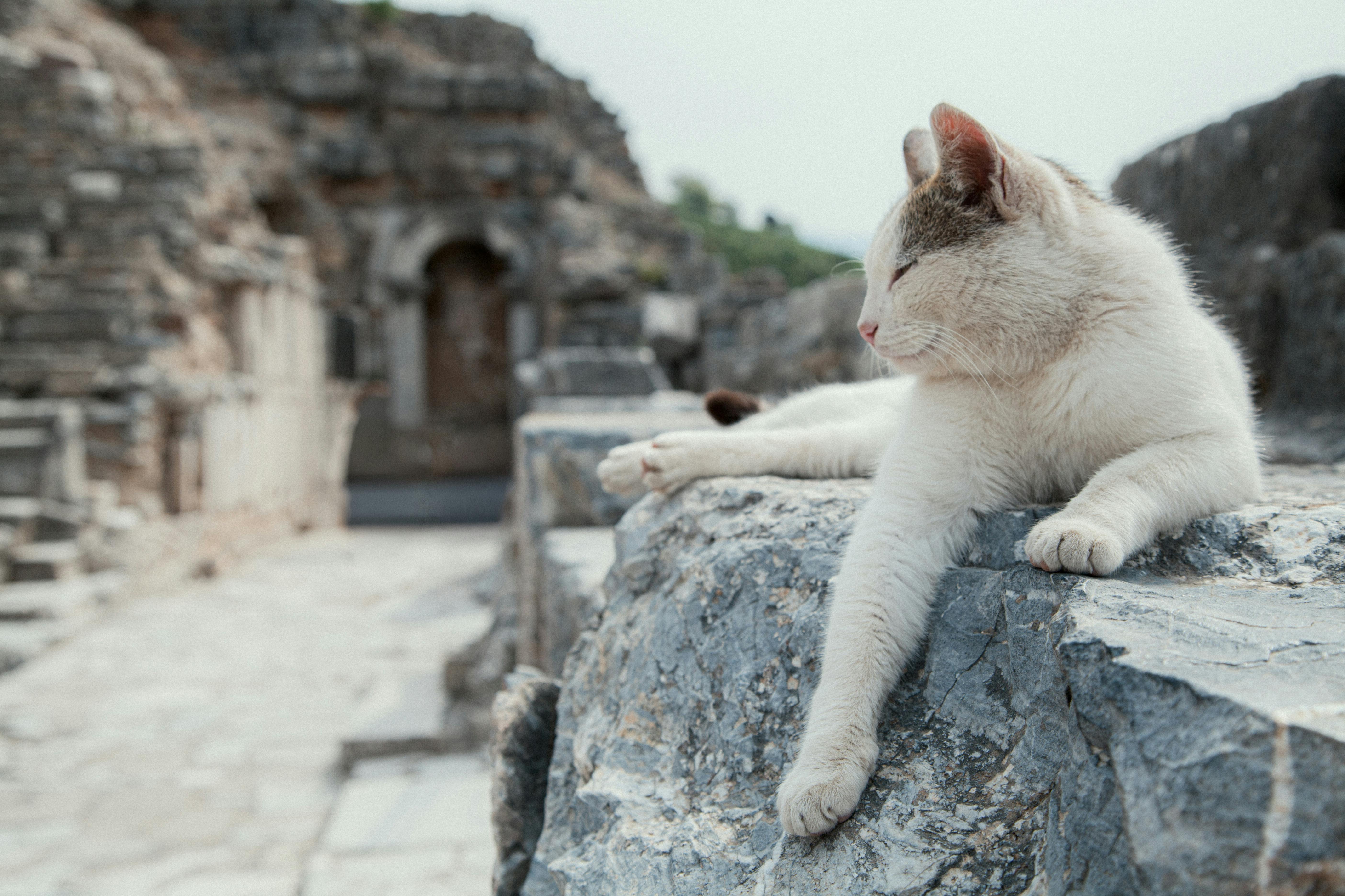 pexels-photo-35602826.jpeg?auto=compress&cs=tinysrgb&h=650&w=940