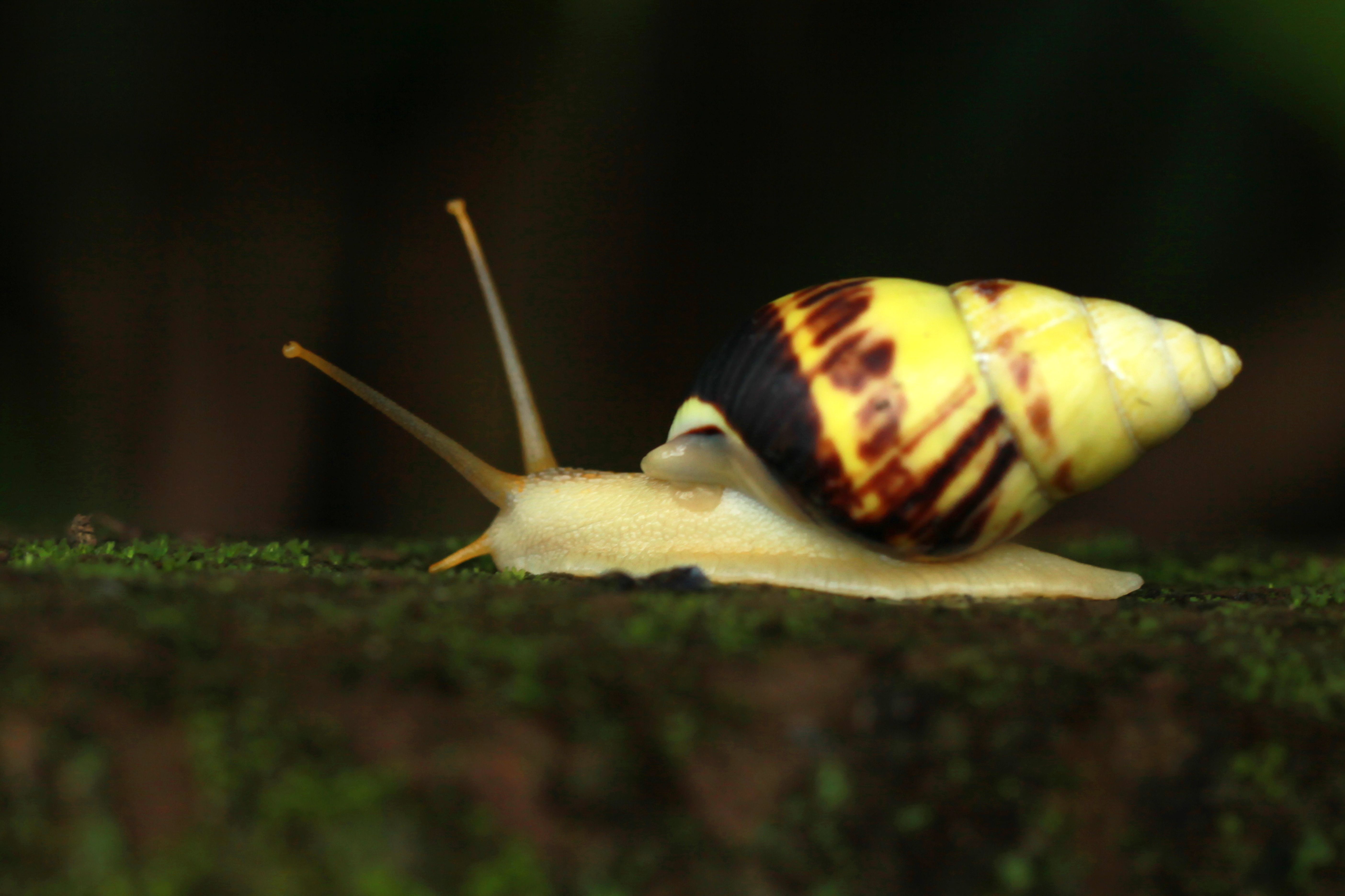 Close-up of a Vibrant Yellow Snail on Moss · Free Stock Photo