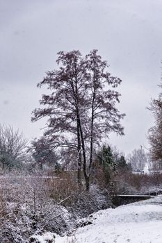A tranquil winter scene featuring a lone tree covered in snow against a gray sky.