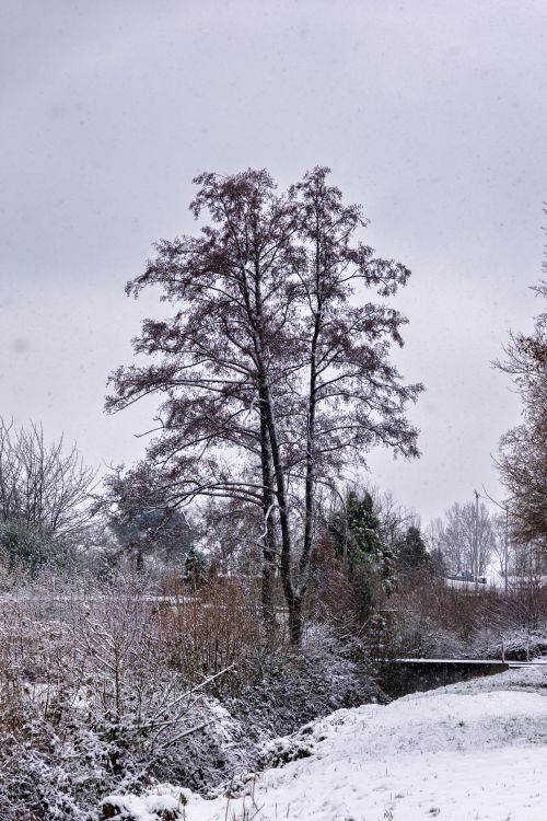 Free A tranquil winter scene featuring a lone tree covered in snow against a gray sky. Stock Photo