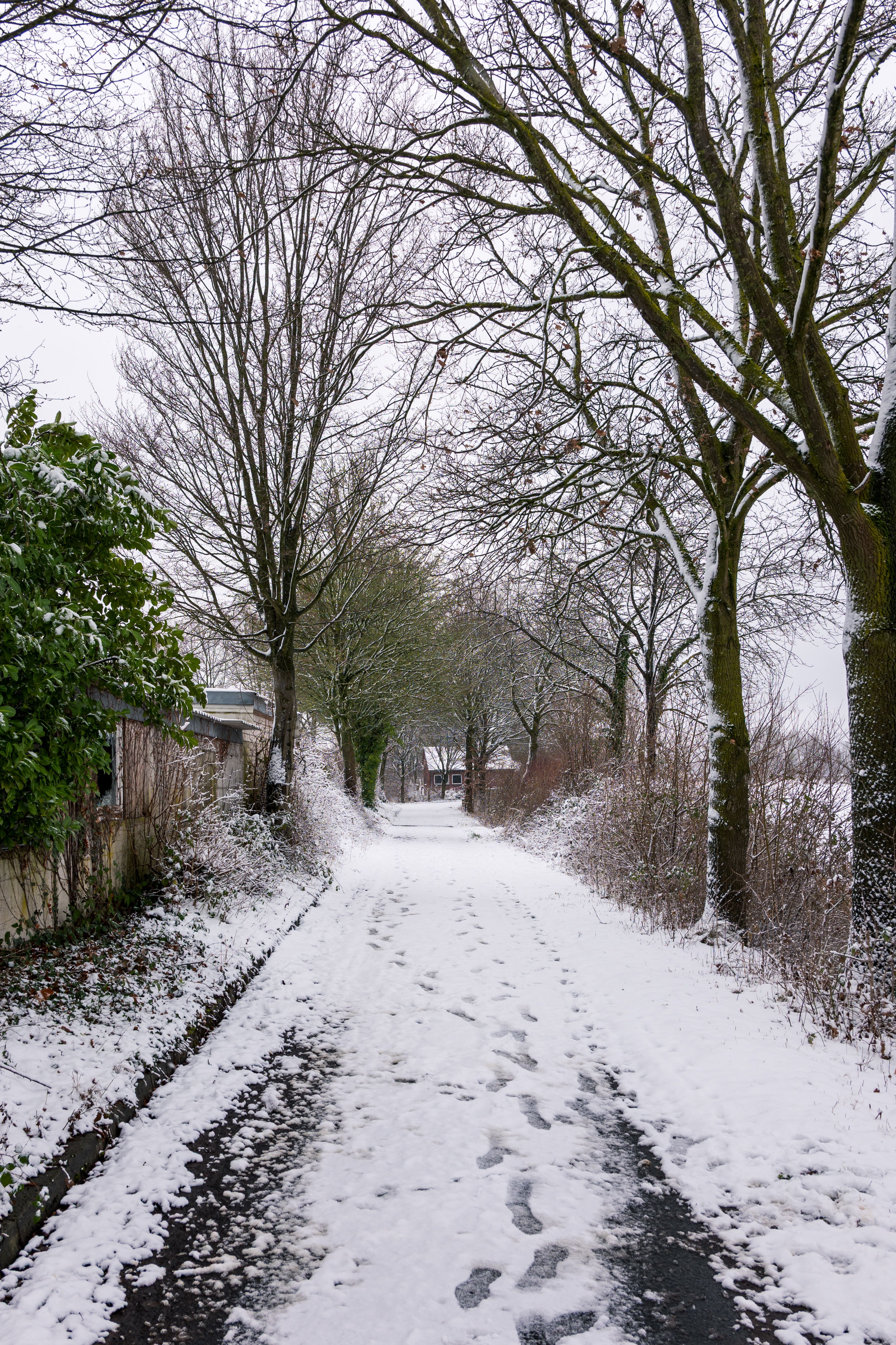 Snow-Covered Pathway Lined with Bare Trees · Free Stock Photo