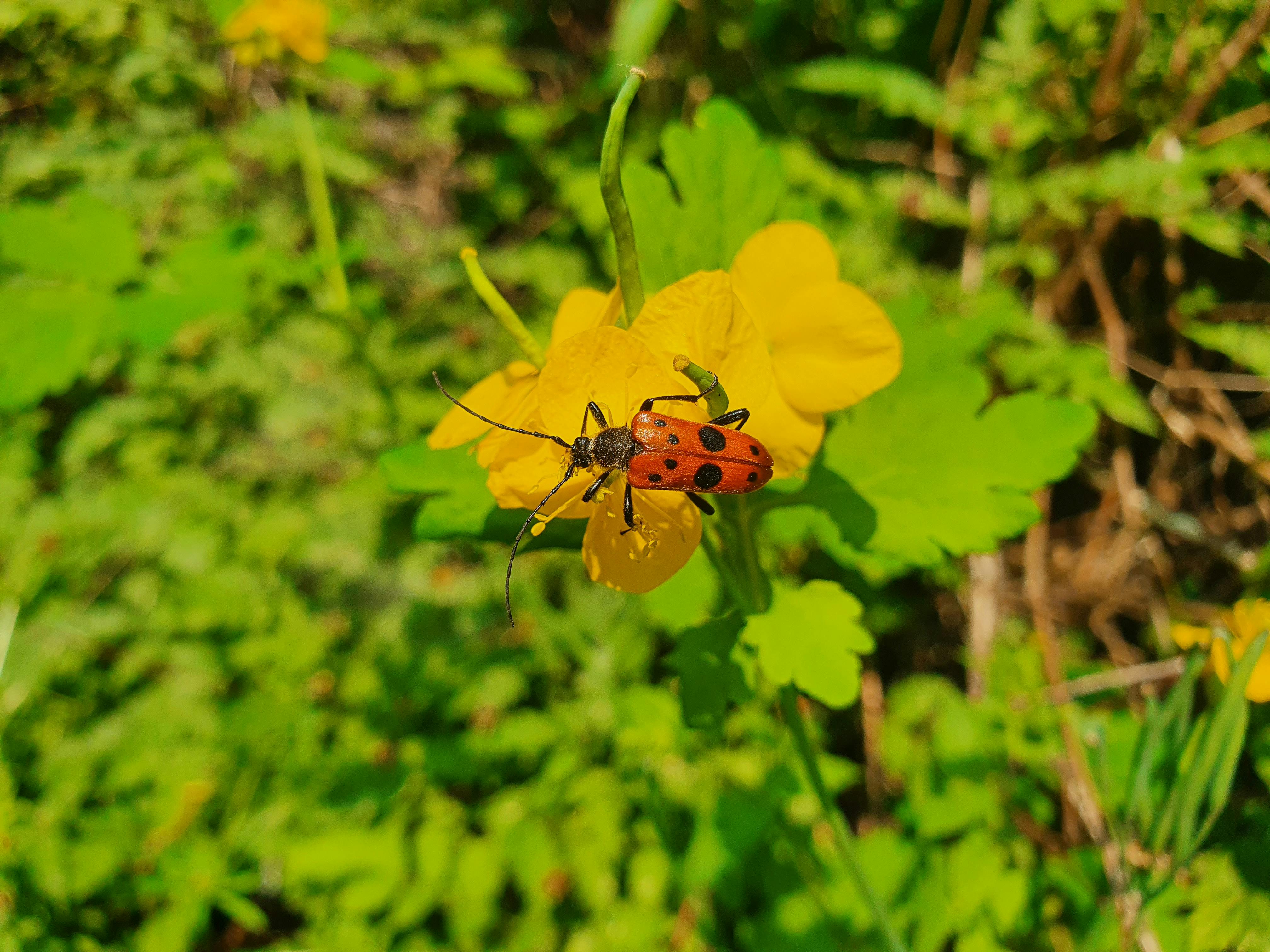 Korea Rasmlari Photos, Download The BEST Free Korea Rasmlari Stock ...