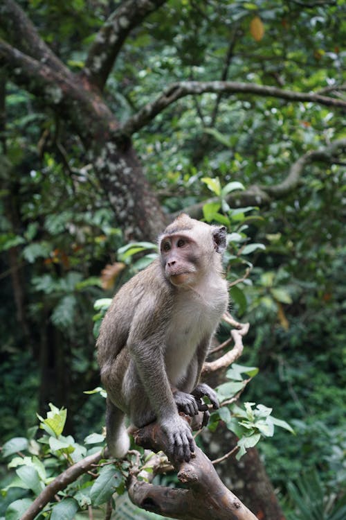 Brown Monkey Sitting on Tree Branch