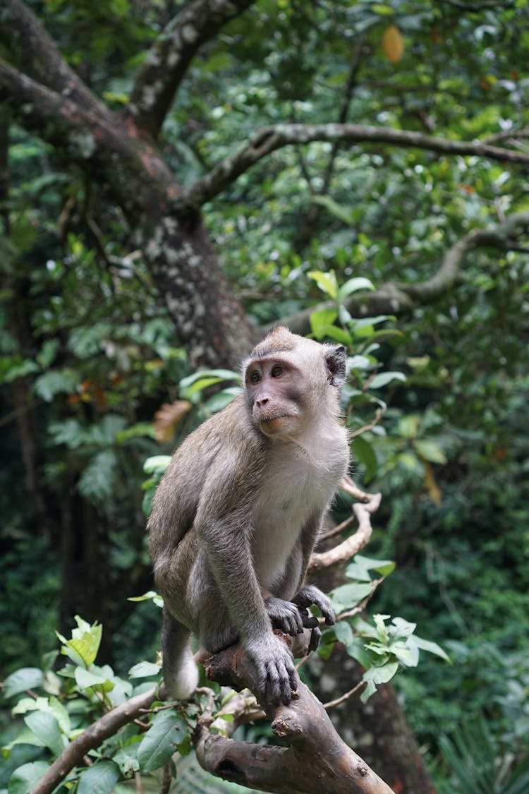 Brown Monkey Sitting On Tree Branch