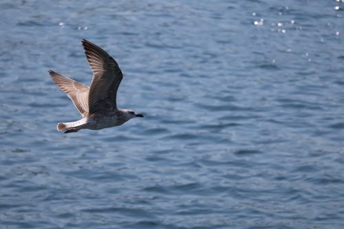 Free A seagull gracefully flying over the open ocean, capturing nature's simplicity. Stock Photo