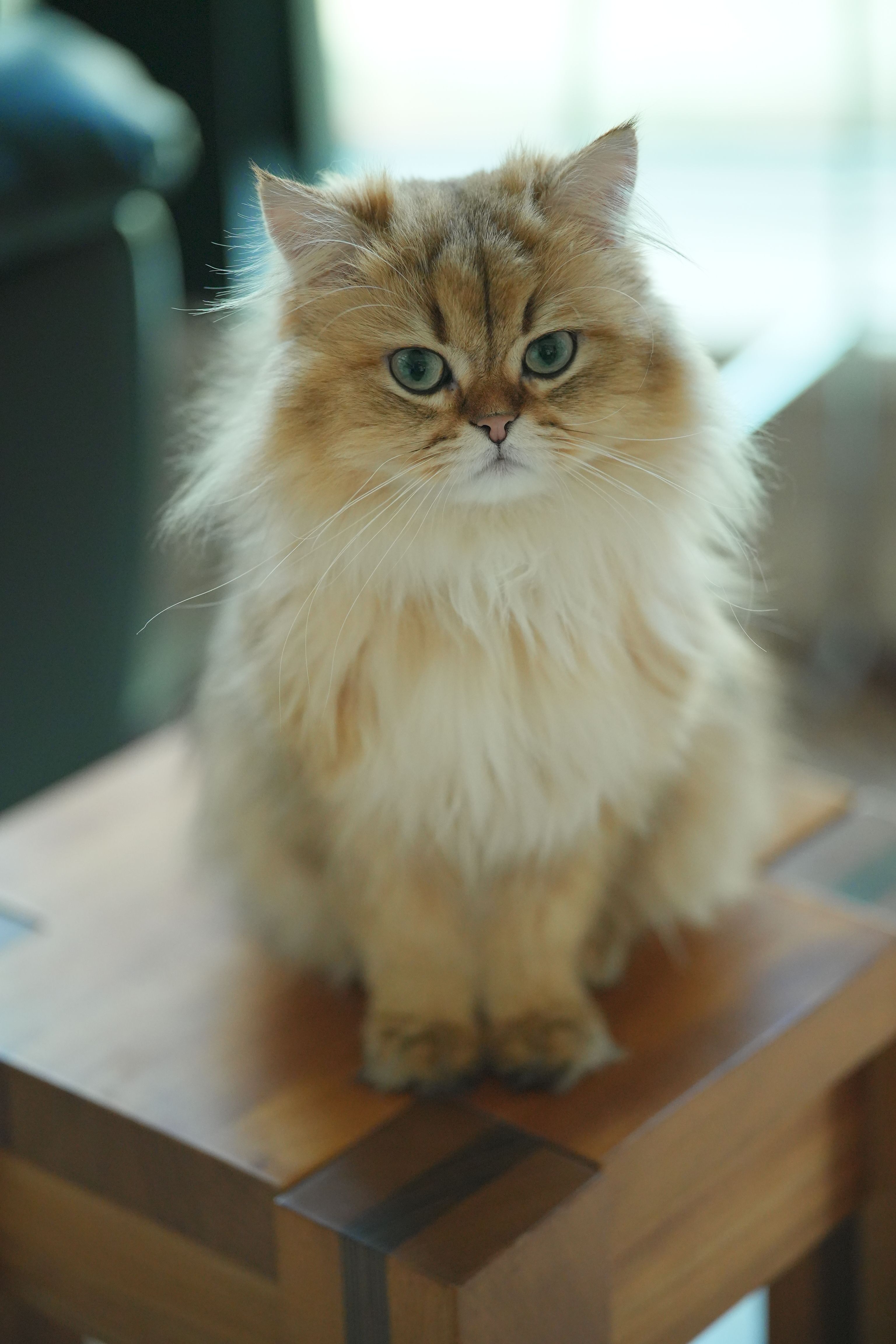 A fluffy Persian cat with green eyes sitting indoors on a wooden table, looking directly at the camera.