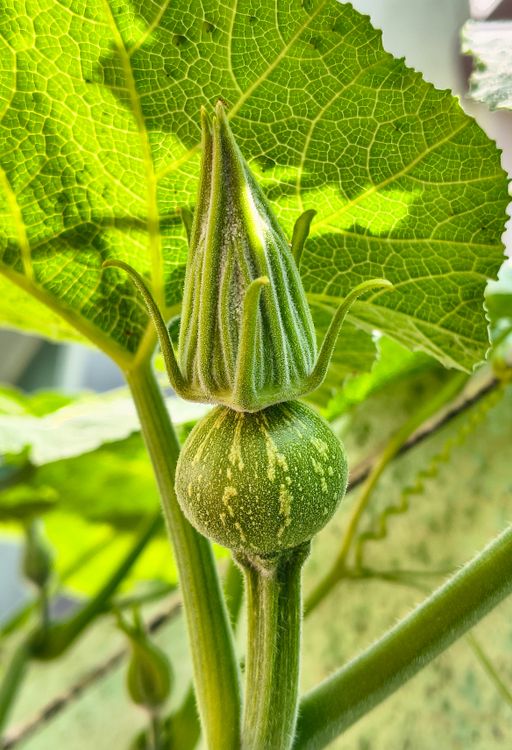 Okrow Close-Up of Okra Plant with Bud and Leaf Detail · Free Stock Photo