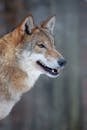 Majestic Wolf Portrait in Winter Forest