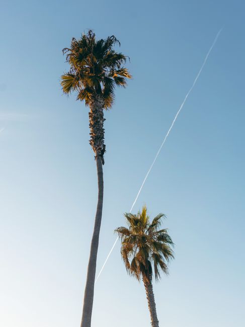 Low angle shot of two tall palm trees under a clear blue sky, evoking a tropical summer vibe.