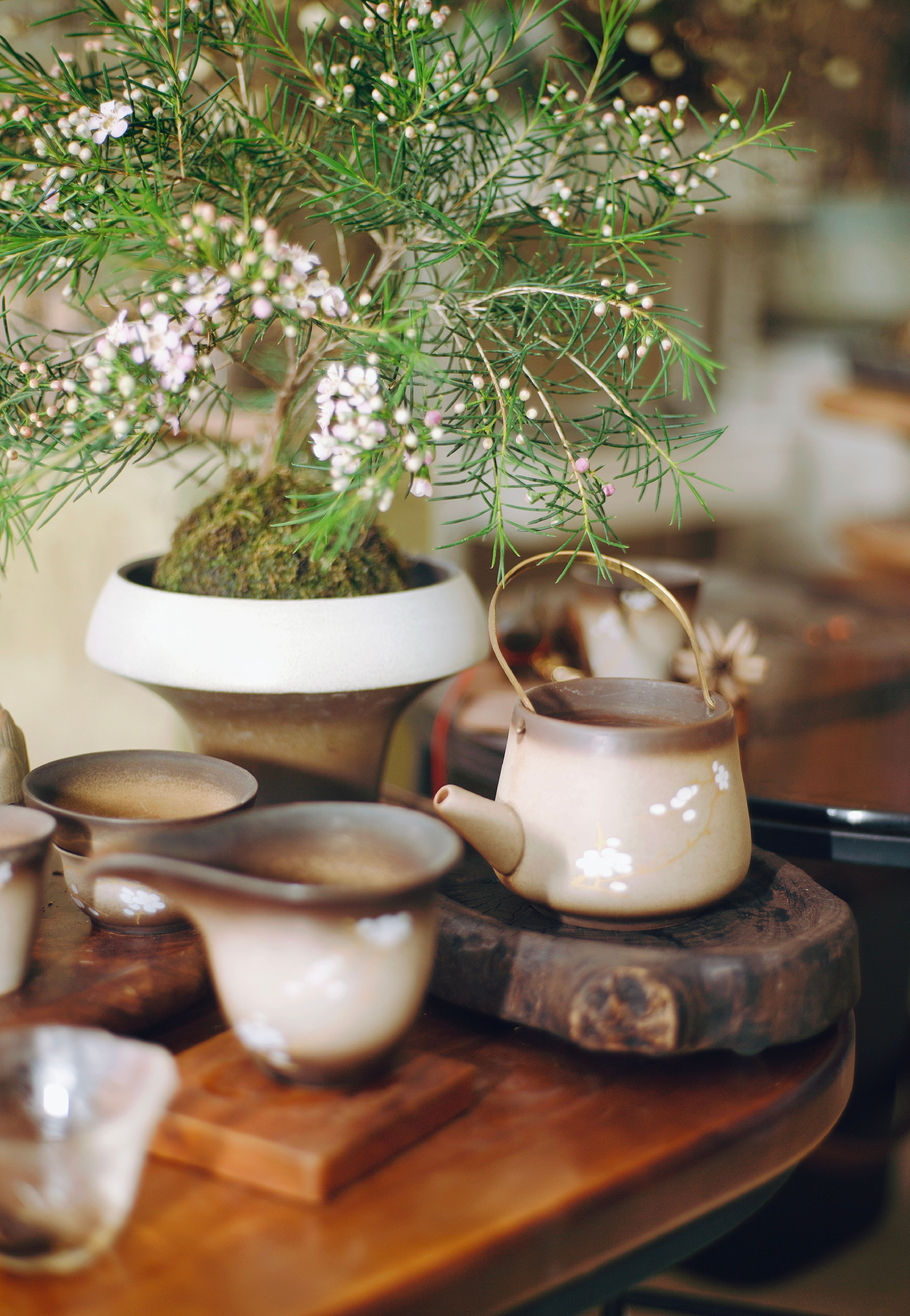 Cozy Tea Setup with Rustic Pottery and Plant · Free Stock Photo