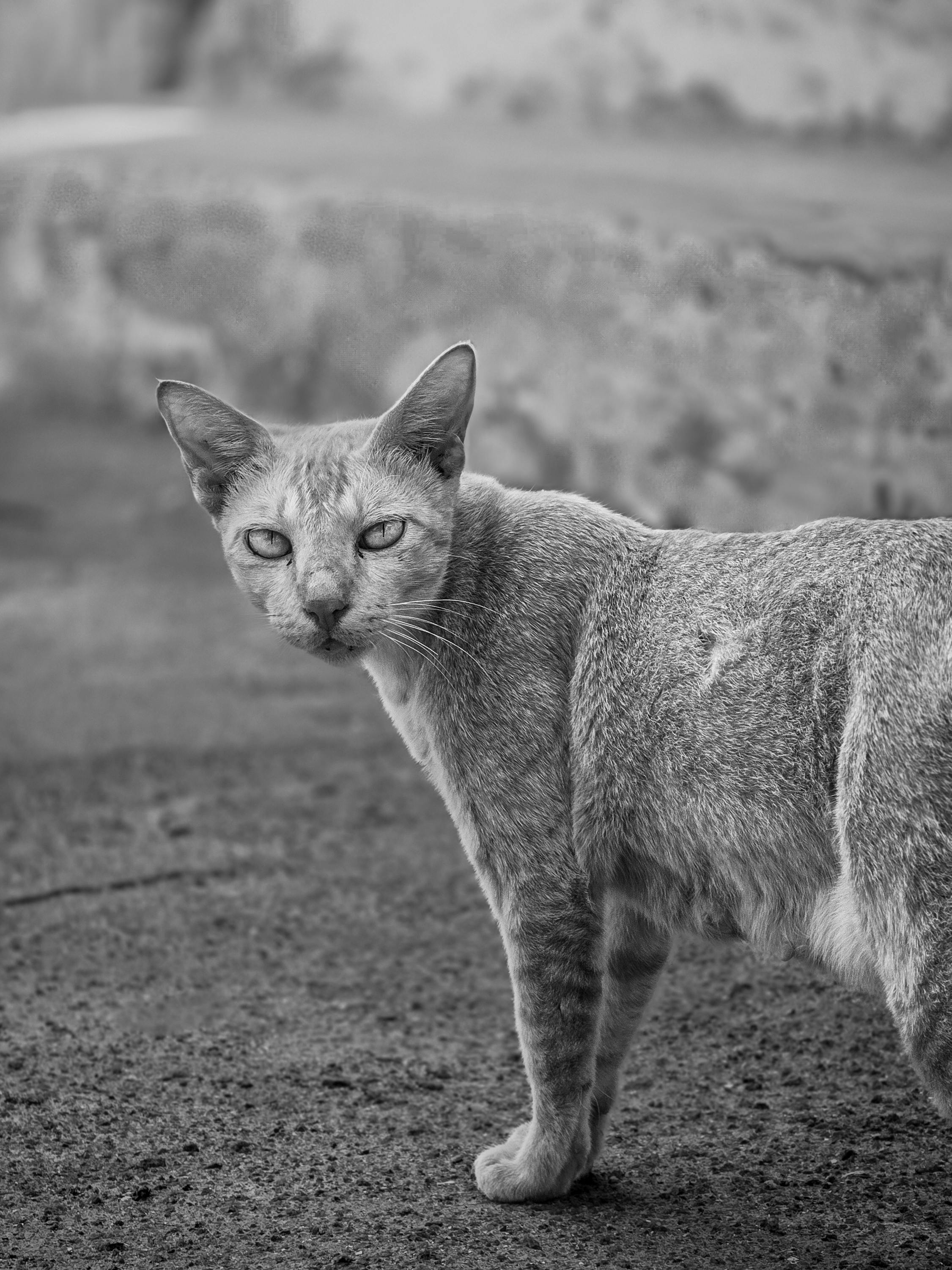 Value for Money: Is the Samsung ⁣QLED⁣ Worth ⁤the Investment?