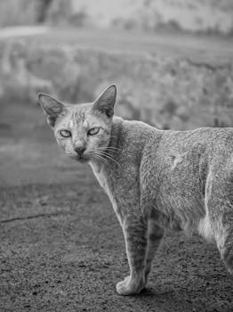 Street Cat Staring Into the Lens